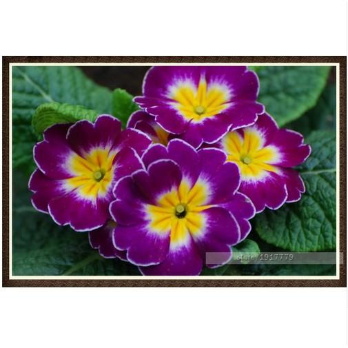 New Biji Bunga Primrose Purple Yellow