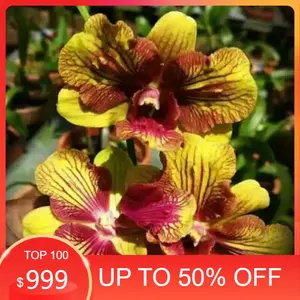 Seedling Anggrek Dendrobium Srimapo