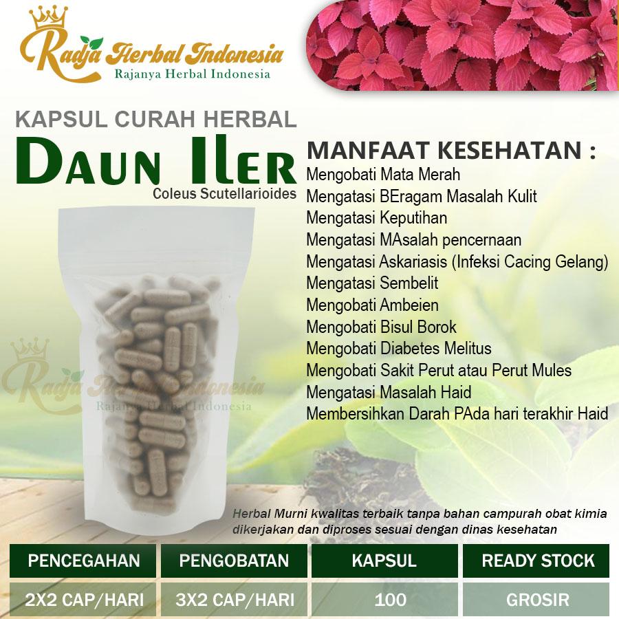DAUN ILER Kapsul Curah Herbal Mata Merah Askariasis Masalah Kulit Haid