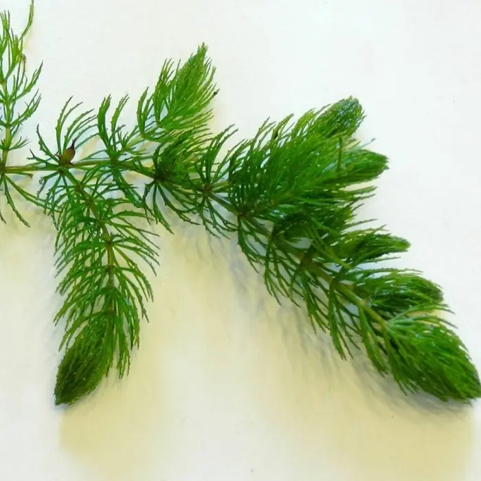 Tanaman Air Hydrilla Ganggang