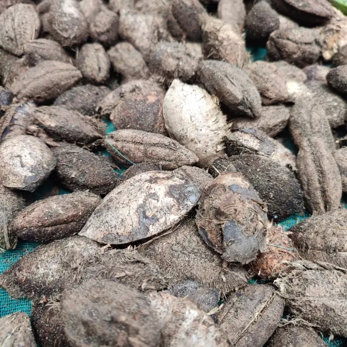 Buah Ketapang Kering Untuk Pakan Burung