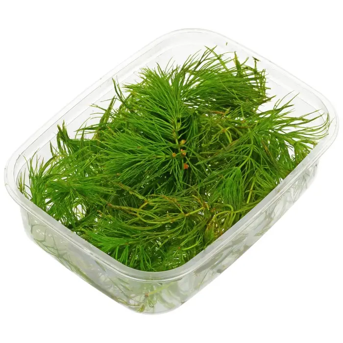 Ganggang Tanaman Air Hydrilla - Ganggang Air
