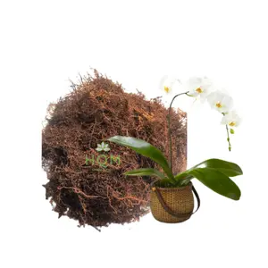 Akar Kadaka 1kg Moss Hitam Media Tanam Anggrek dll