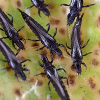 Gambar PlantProtec Pestisida Anti Hama Anti Jamur Siap Pakai dari Potme Farm Kota Denpasar 4 Tokopedia