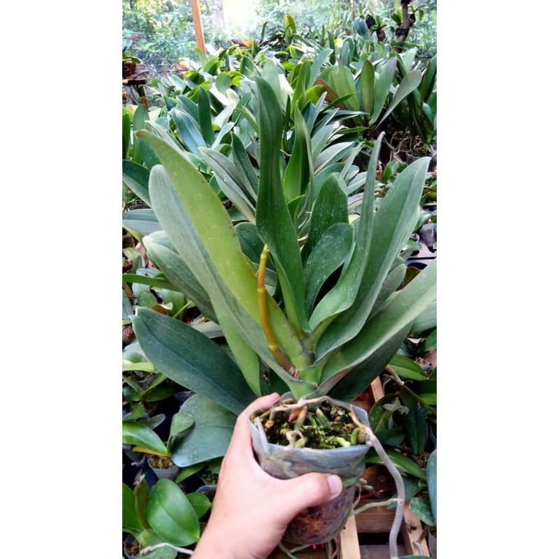EE bulan spike jumbo