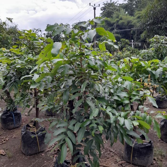 Jual Pohon Kelengkeng Matalada Sudah Berbuah/berbunga [1,5Meter] - Kab ...