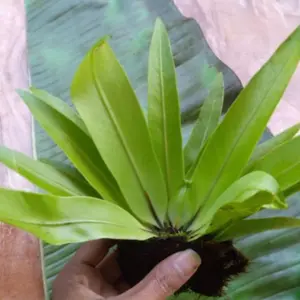 tanaman hias kadaka mini sp