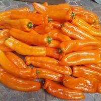 Gambar Bibit Benih Biji Tanaman Cabe Orange Italian Sweet Pepper - COD GB13 dari Agro Bibit Buah Kota Surabaya 1 Tokopedia