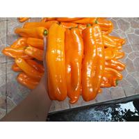 Gambar Bibit Benih Biji Tanaman Cabe Orange Italian Sweet Pepper - COD GB13 dari Agro Bibit Buah Kota Surabaya 2 Tokopedia