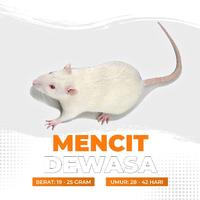 Gambar Mencit Hidup Dewasa / Tikus Putih Dewasa dari Cupang Guppy Kingdom Kota Tangerang 1 Tokopedia
