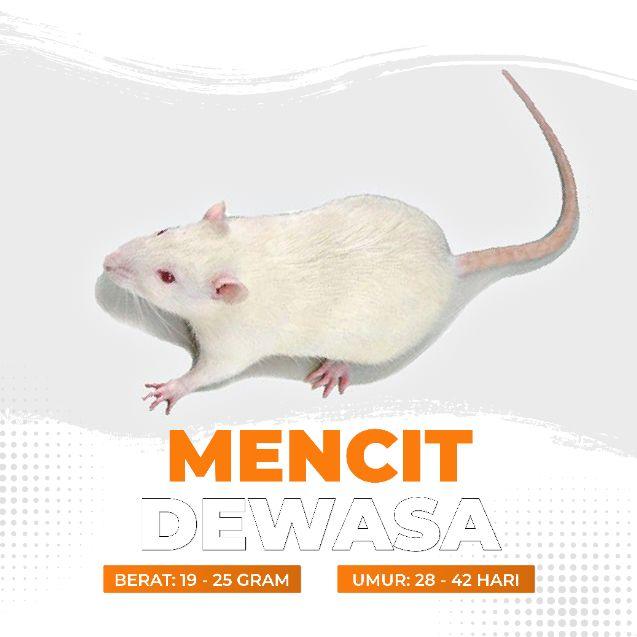 Gambar Mencit Hidup Dewasa / Tikus Putih Dewasa dari Cupang Guppy Kingdom Kota Tangerang Tokopedia