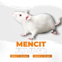 Gambar Mencit Hidup Jumper / Tikus Putih Jumper dari Cupang Guppy Kingdom Kota Tangerang 1 Tokopedia