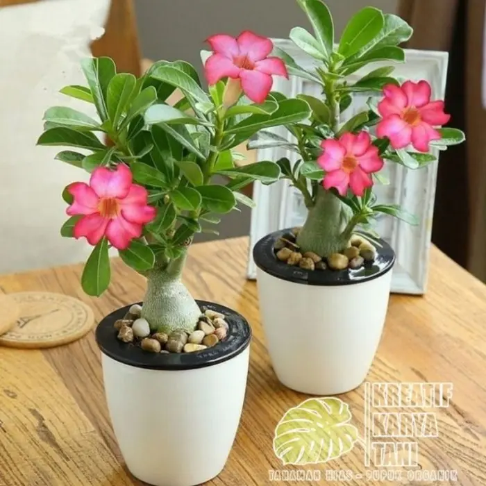 Promo Tanaman bonsai adenium kemboja jepang