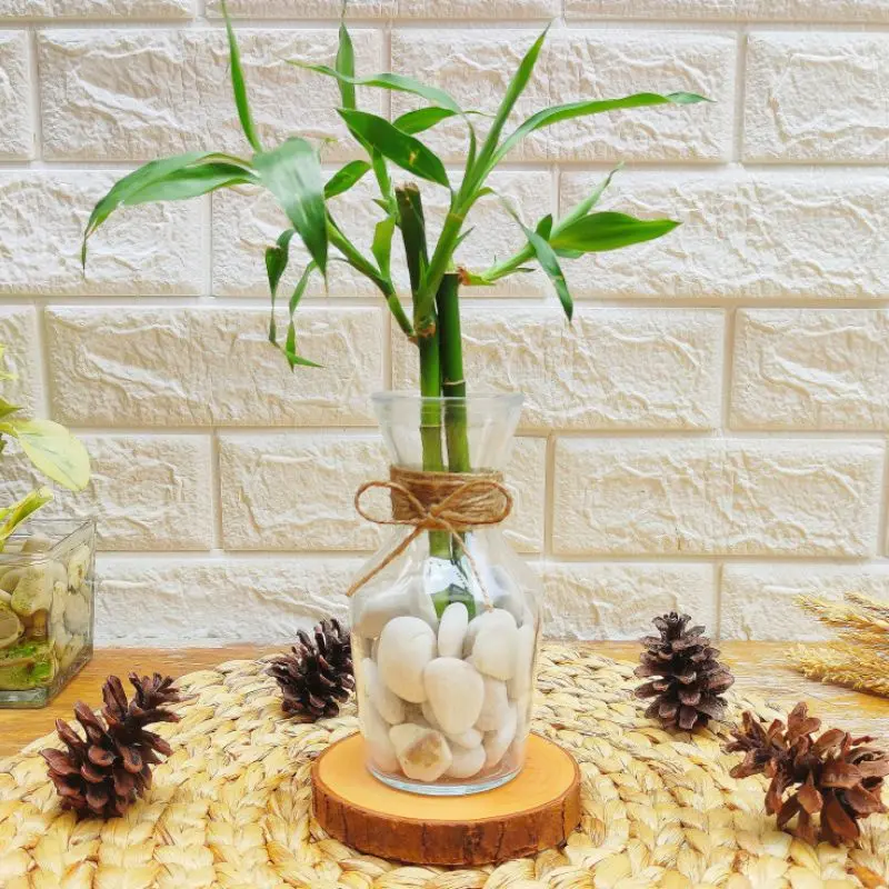 VAS BUNGA KACA BENING TALI RAMI / POT KACA TANAMAN AIR HIDROPONIK