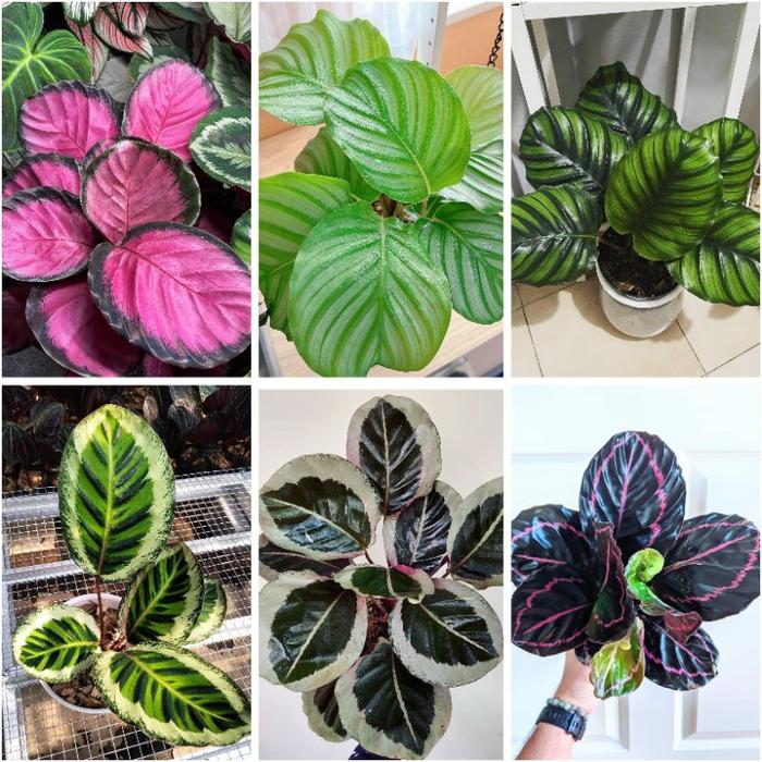 Calathea Crimson / Orbifolia / Angela / rotundifolia Fasciata Chintya -  Green lipstik di Kebun Pa Tani | Tokopedia