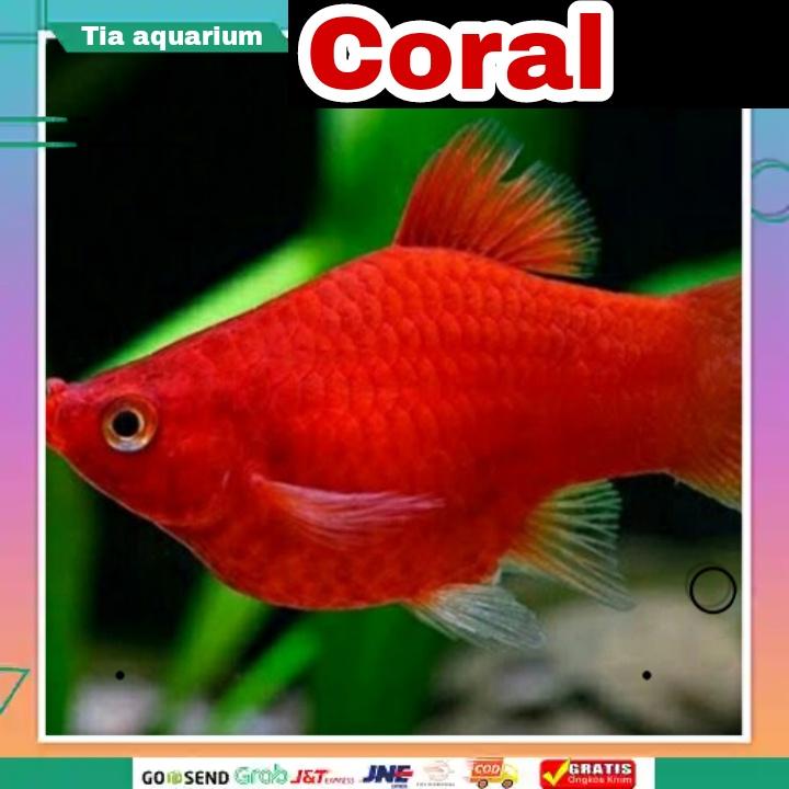 Coral