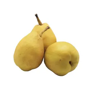 PEAR XIANG LIE 530 GR