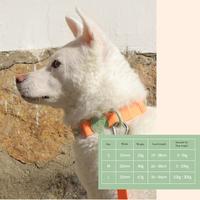 Gambar BITE ME KOREA Macaron Waterproof Dog Collar dari Lupins Market Kota Administrasi Jakarta Barat 4 Tokopedia