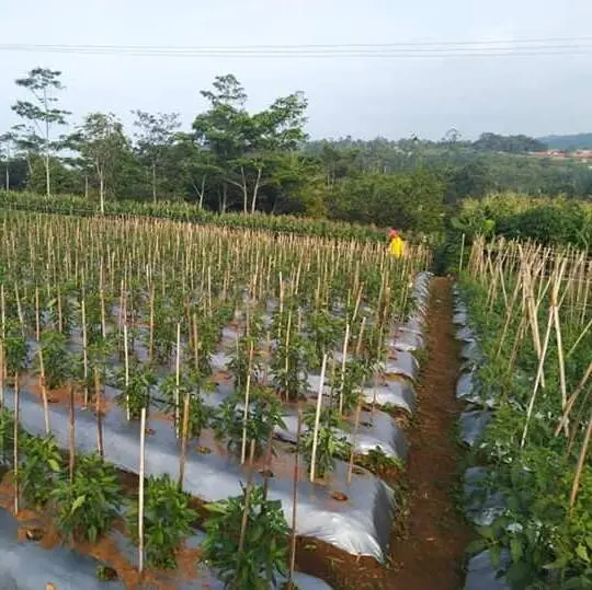 Bilaah Bambu - Batang Bambu 150 cm - Lebar 1 Cm 4