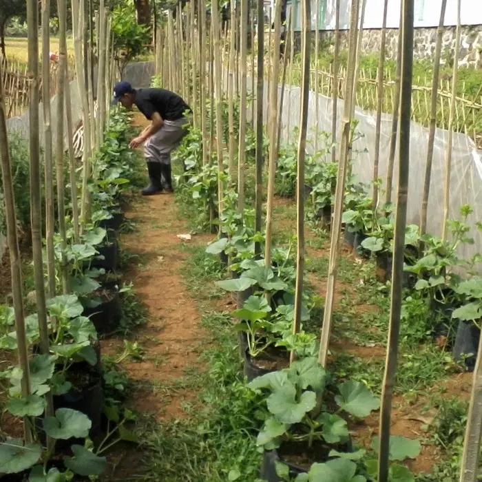 Bilaah Bambu - Batang Bambu 150 cm - Lebar 1 Cm 2