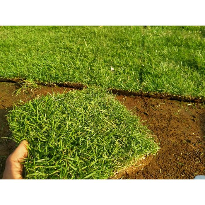 Satu Rumput Jual Tanaman Rumput Jepang Per 1 Meter - Rumput Jepang Per 1 Meter ...