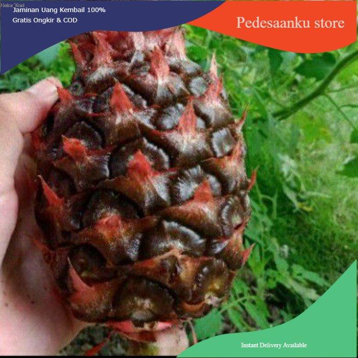 Nanas Muda Pelancar Haid,Dll