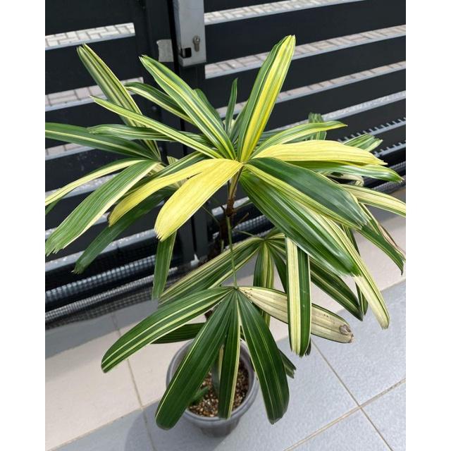 Jual Palem Waregu variegata / rhapis palm var / rhapis excelsa varigata -  Kab. Bogor - Ape Tani | Tokopedia
