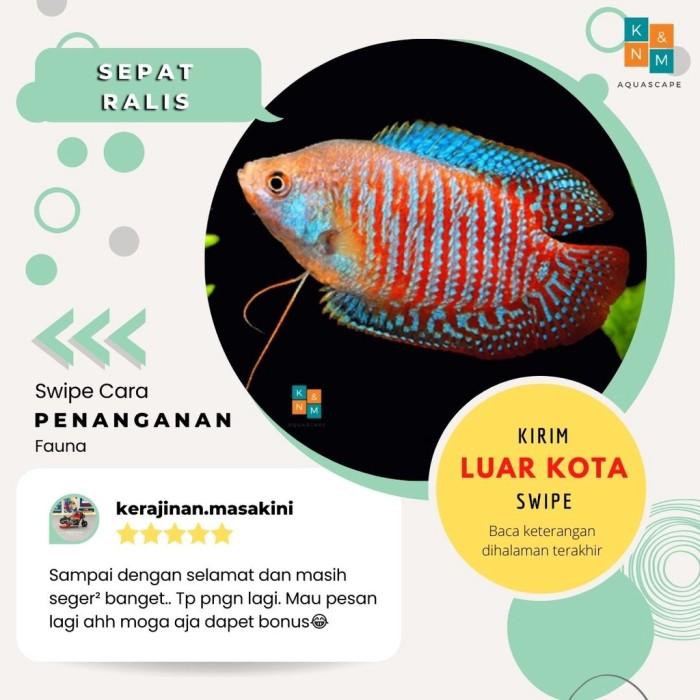Jual Sepat Ralis Ikan Hias Air Tawar Aquarium Aquascape - Kab ...