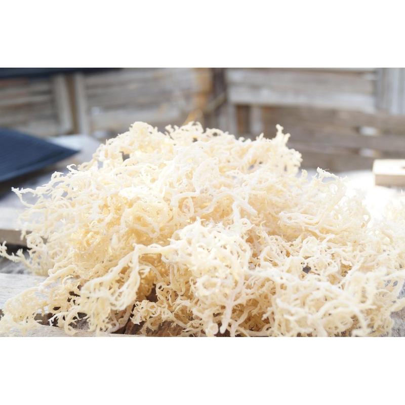 Rumput Laut Kering Putih 1kg | Spinosum Cottoni Original Premium - Shop ...