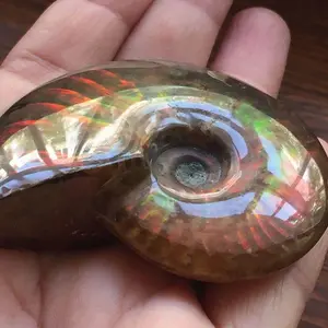 Hadiah Unik Maskot Batu Madagaskar Spesimen Ammonite Fosil Alam