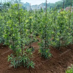 tanaman hias lohansung taiwan 1 meter pohon lohansung tinggi 1 meter