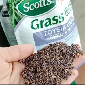 Benih biji rumput zoysia matrella zoysia matrella grass