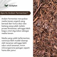 Gambar Workplant - Andam Fermentasi Humus Daun Batang Untuk Media Tanam Tanaman Hias Aglonema Philodendron Monstera Aroid dari workplant official Kota Surabaya 2 Tokopedia