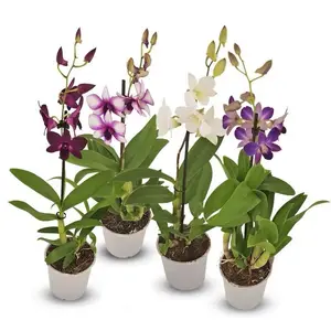 PROMO Anggrek Dendrobium / Tanaman hidup Anggrek dendrobium Bunga Hidup Anggrek dendrobium / Anggrek asli Dendrobium