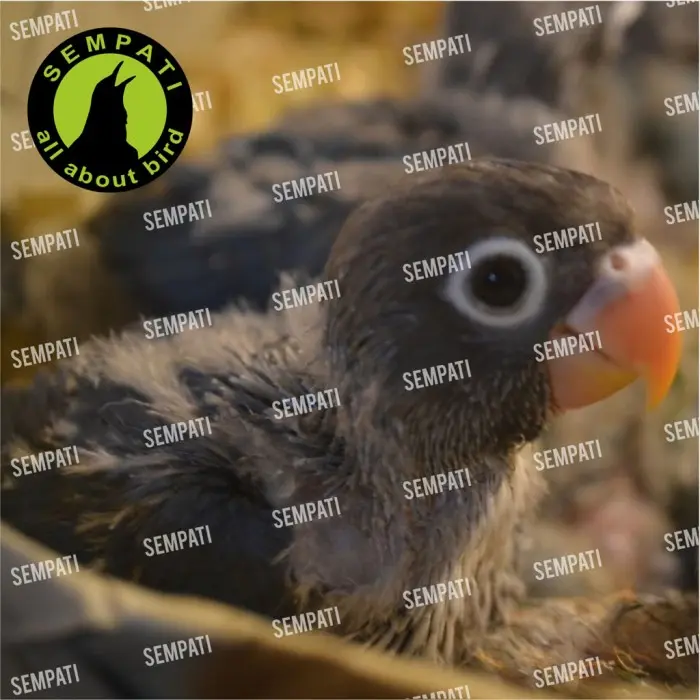 MINYAK HATI IKAN HIU AIDY WIJAYA OBAT BURUNG PENUMBUH BULU