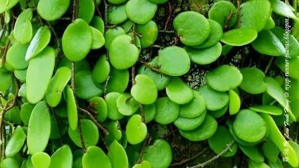 Daun Sisik Naga - Obat Kencing Nanah
