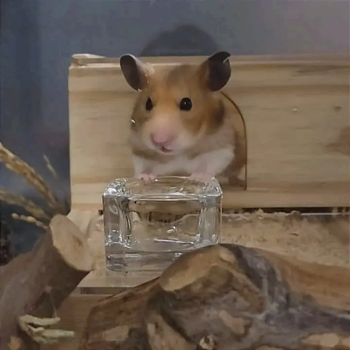 Tempat Makan Hamster Reptil Gecko Marmut Kaca Sweet Plate Anti Tumpah