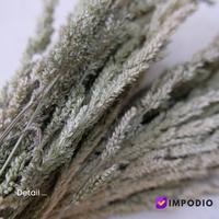 Gambar dried flower jawan kering IMPODIO / dekorasi rustic - properti foto dari Impodio Kota Tangerang Selatan 2 Tokopedia