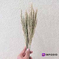 Gambar dried flower jawan kering IMPODIO / dekorasi rustic - properti foto dari Impodio Kota Tangerang Selatan 4 Tokopedia