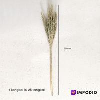 Gambar dried flower jawan kering IMPODIO / dekorasi rustic - properti foto dari Impodio Kota Tangerang Selatan 3 Tokopedia