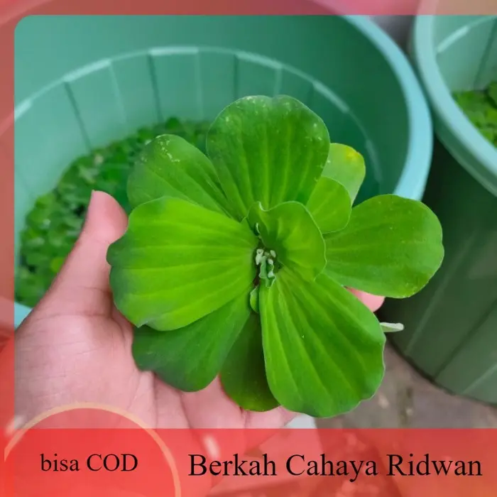 promo daun tanaman enceng gondok apu-apu murah aquascape aquarium