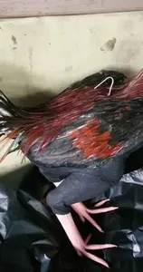 Boneka untul/latih tarung/boneka ayam/latih fisik