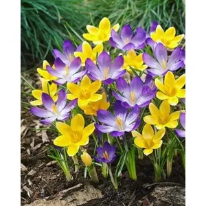 Tanaman Hias Lili Hujan Bunga Hidup Rain lily Hujan / Tanaman Hias Hidup Kucai Tulip / Bunga hidup kucai tulip Hiasan tanaman / Bunga Hias Hidup kucai tulip Bunga Cantik - Kucai Lili Hujan