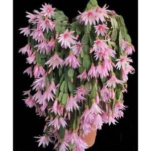 Bunga Wijaya Kusuma kepiting - Tanaman hias Wijaya Kusuma kepiting - Bunga hidup Wijaya Kusuma kepiting -bunga gantung Wijaya Kusuma - Bunga Wijaya Kusuma - Bunga Gantung - Bunga hias - Bunga Hidup