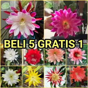 TANAMAN HIAS WIJAYA KUSUMA - BUNGA WIJAYA KUSUMA - BUNGA WIJAYA KUSUMA - BUNGA GANTUNG WIJAYA KUSUMA - TANAMAN HIAS GANTUNG - BUNGA HIDUP - BUNGA HIAS