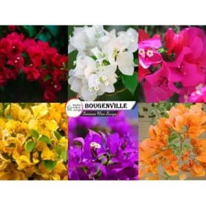 TANAMAN HIAS BUGENVIL BUNGA KERTAS - TANAMAN HIAS BUGENVIL BUNGA KERTAS - BUNGA HIAS BOUGENVILLE - BUNGA HIDUP