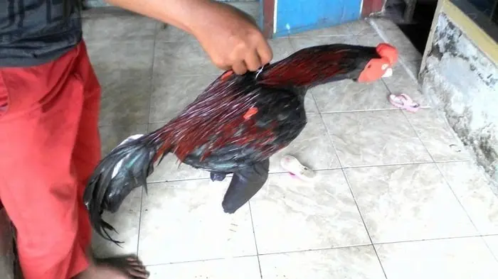Boneka Ayam jago Untuk Latihan Bertarung - Boneka ayam Aduan Abar 0