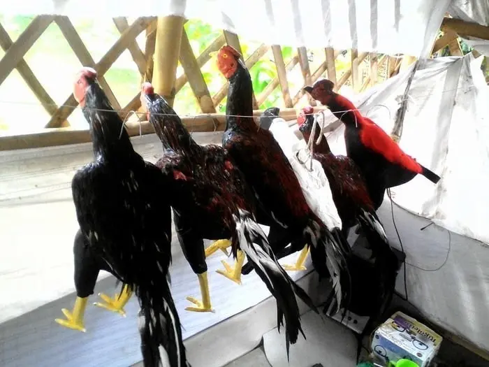 Boneka Ayam jago Untuk Latihan Bertarung - Boneka ayam Aduan Abar 4