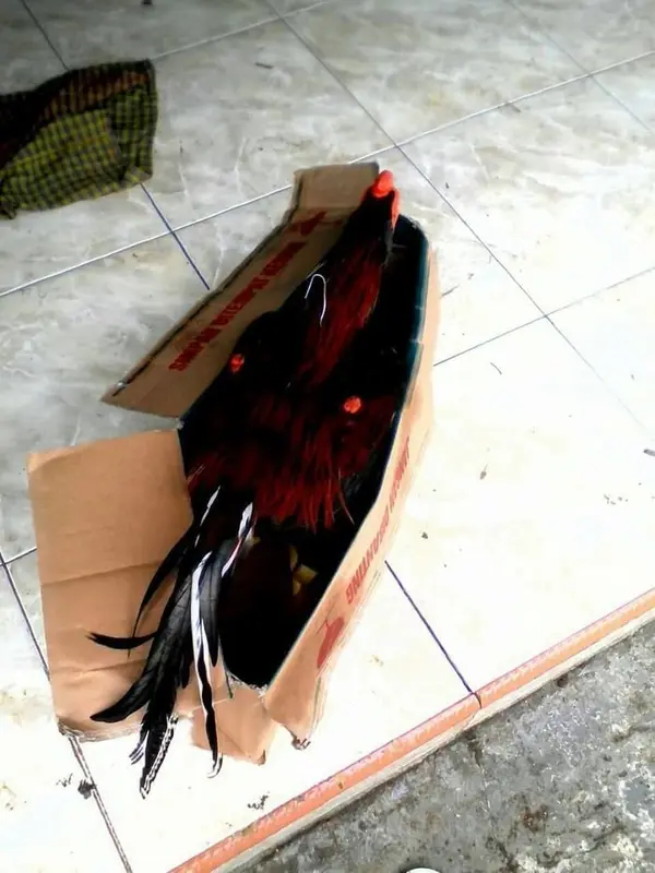 Boneka Ayam jago Untuk Latihan Bertarung - Boneka ayam Aduan Abar 1