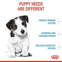 Gambar Royal Canin Mini Puppy (8kg) Dry Makanan Anak Anjing - Size Health Nutrition dari Royal Canin Indonesia Kota Administrasi Jakarta Timur 3 Tokopedia